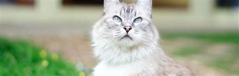 How to Keep Your Cats Digestive System on Track | FirstVet