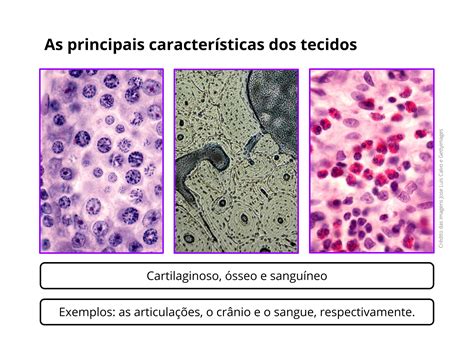 Plano de aula 6o ano Tecidos onde os encontramos e como eles são