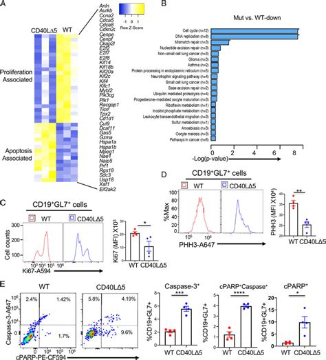 Gene Expression Profiling Of Cd B Cells From Cd Ld Mice A Cd