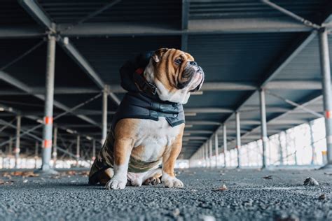 Mini Bulldog: [7 Things] to Know About Miniature Bulldogs