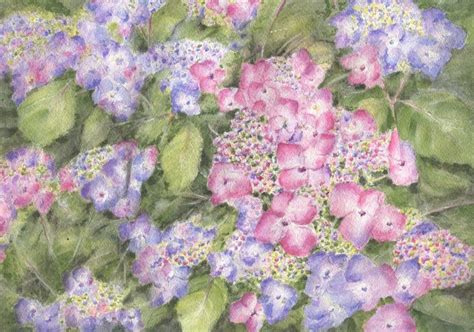 Blue And Pink Lacecap Hydrangeas Blue Hydrangeas Watercolor Print