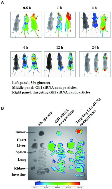 Specific In Vivo Distribution Of Cy Labeled Sirna In Relapsed Tumors