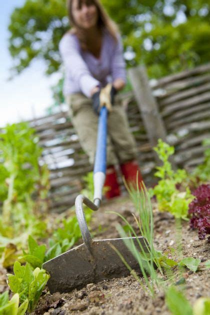 Moestuin Bemesten Groenten Fruit En Kruiden Vtwonen Potager