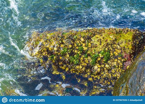 Roccia Con Gusci Mitili Cozze Flamengo Spiaggia Rio De Janeiro Brazil