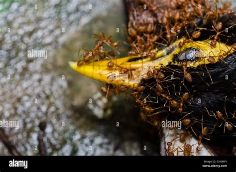 Ant Bird High Resolution Stock Photography And Images Alamy