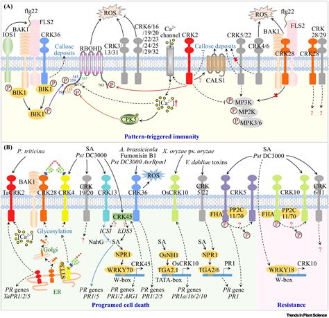 Cysteine Rich Receptor Like Protein Kinases Emerging Regulators Of