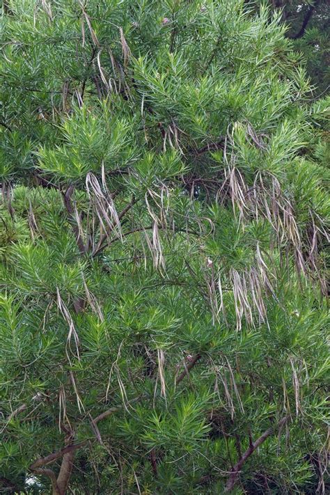 Desert Willow Tree with Seeds. Stock Image - Image of linearis, biology ...