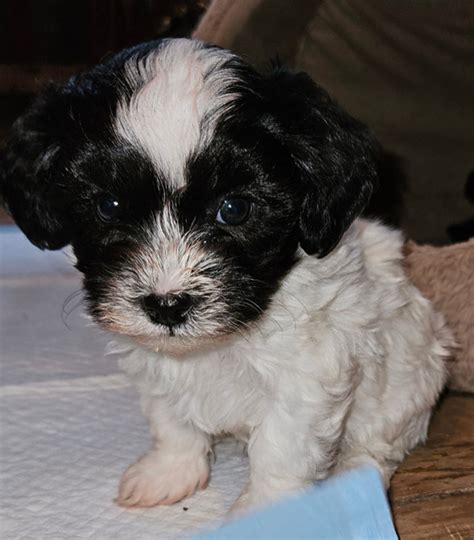 Toy Poodle / Maltese x Shih Tzu puppies | Dogs & Puppies for Rehoming ...