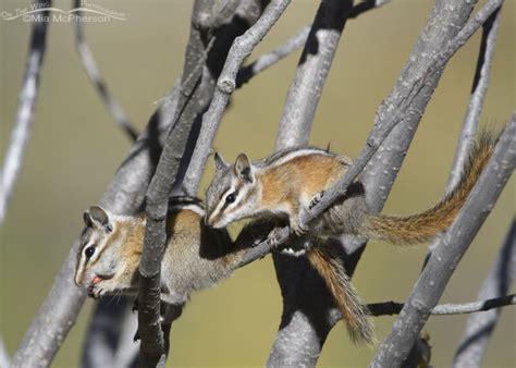 Cuddling Uinta Chipmunks In The Wasatch Mountains Mia Mcpherson S On