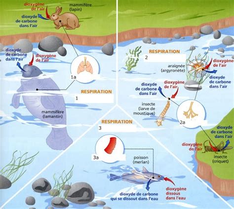 Chapitre 2 La Respiration Et Milieux De Vie Des êtres Vivants Cours Svt 1ère Année Collège