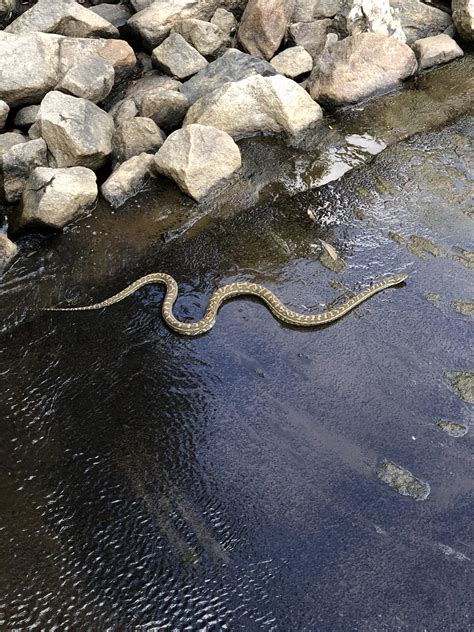 Big Ass Snake Found Near The Creek Like Meters Long R Straya