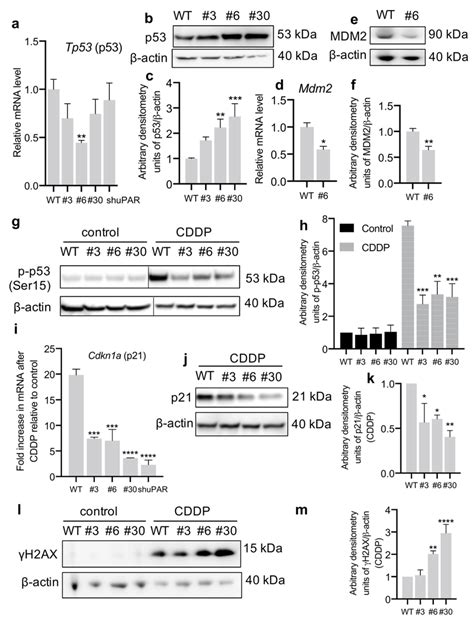 Upar Downregulation Results In Decreased P Activity In Neuro A Cells