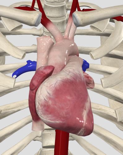 B O II Het Cardiovasculair Stelsel Het Hart 8 17 Flashcards Quizlet