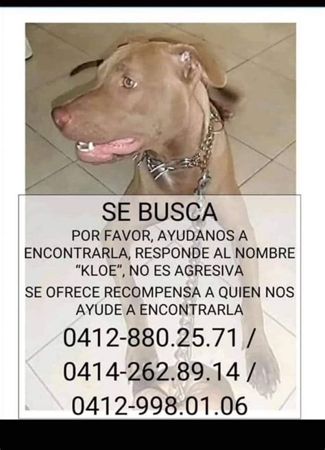 Perritosdevenezuela On Twitter Rt Perrousuario Atenci N Catia