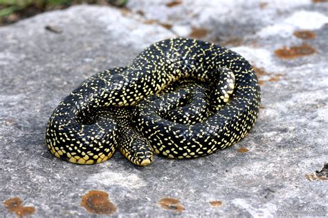 Speckled Kingsnake (Lampropeltis getula holbrooki) - Psychotic Nature