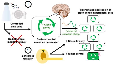 Ijms Free Full Text Chronoradiobiology Of Breast Cancer The Time