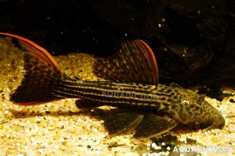 Scarlet Cactus Plecostomus Pseudacanthicus Pirarara Fish Profile