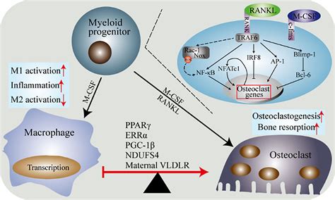 Frontiers The Macrophage Osteoclast Axis In Osteoimmunity And Osteo