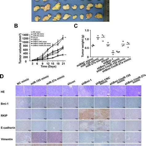 Bmi Knockdown Inhibits Tumor Growth Via Mir A And Mir In Vivo