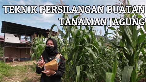 Praktikum Teknik Persilangan Buatan Tanaman Jagung Dasar Dasar