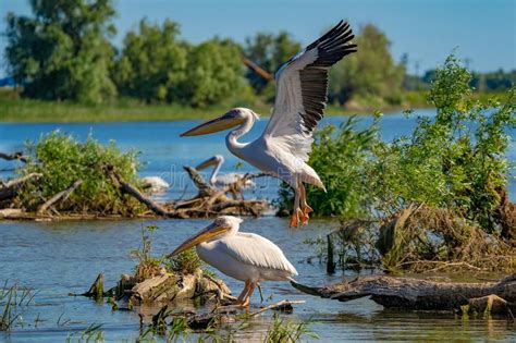 El Gran Vuelo Del Pel Cano Blanco Pelecanidae En El Delta De Danubio