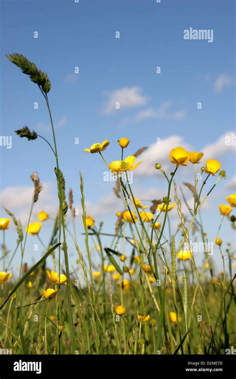 Buttercups In An English Meadow Close Up Stock Photo Alamy
