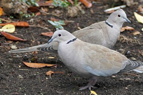 hungry doves earthstar