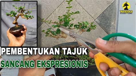 BONSAI SANCANG MAME REPOTING DAN PRUNING UNTUK PEMBENTUKAN TAJUK