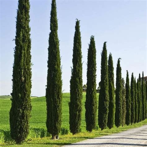 Tree Seeds Pcs Italian Cypress Cupressus Sempervirens Stricta