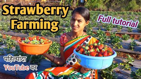 How To Do Strawberry Farming🍓 Strawberry Cultivation Step By Step Guide💯 🍓😋स्ट्रॉबेरीची शेती