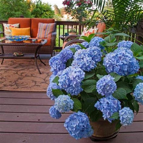 Endless Summer Hydrangea | Bright Blooms - PlantingTree