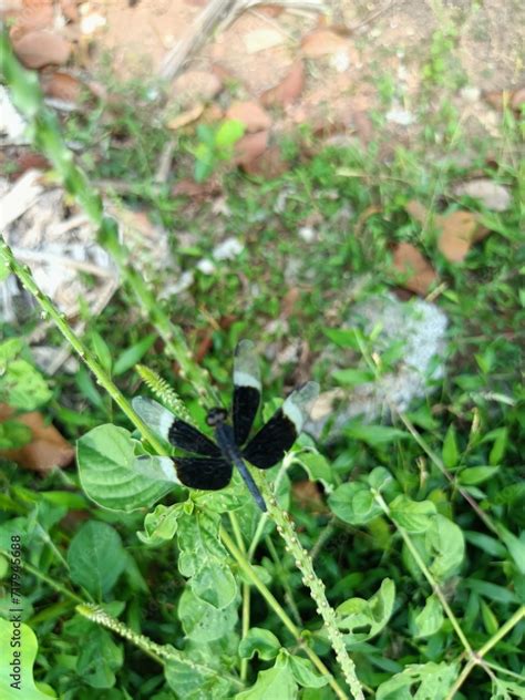 Rhyothemis Variegata Known As The Common Picture Wing Or Variegated