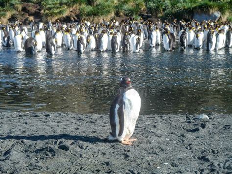 Col Nia Rei De Pinguins Nas Ilhas Da Ge Rgia Do Sul Ant Rtica Imagem De