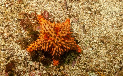 Estrella Espinosa Roja Amphiaster Insignis Naturalista Mexico