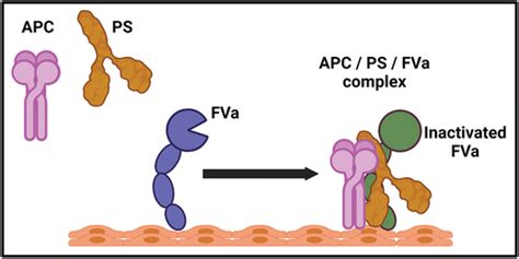 Full Article The Natural Anticoagulant Protein S Hemostatic Functions