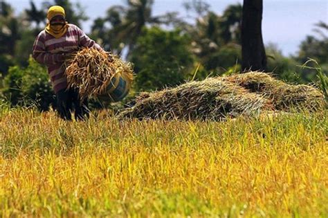 Government Allots P760 Million To Boost Rice Production In Western