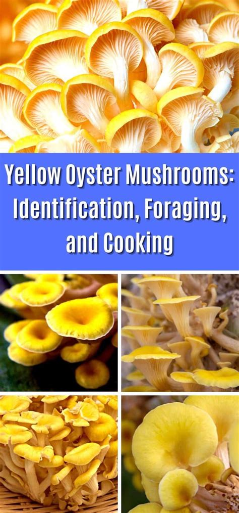 Yellow Oyster Mushrooms Identification Foraging And Cooking