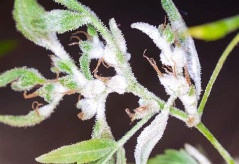 Fizz Ultimate Timing White Fuzzy Mold On Flowers White Mold How To Identify Control And