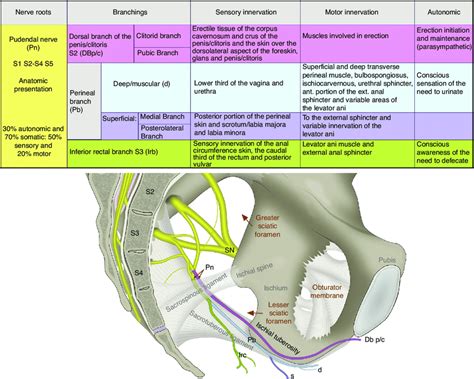 Anatomy And Function Of The Pudendal Nerve Pn Formed By The Roots Download Scientific