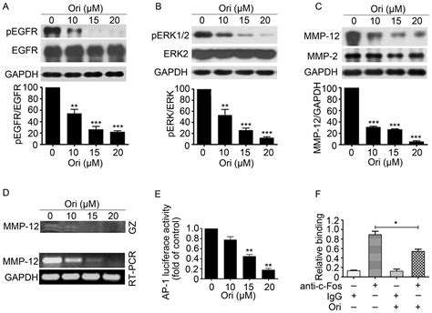 Oridonin Inhibits Gefitinib Resistant Lung Cancer Cells By Suppressing