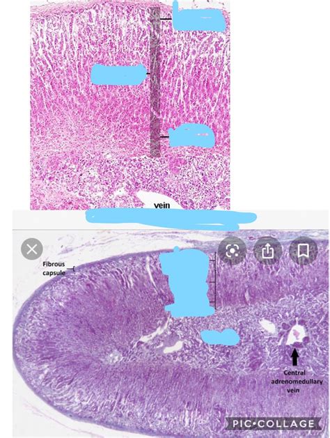 Histology A P Ii Lab Diagram Quizlet