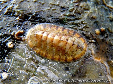 The Tide Chaser Chitons Phylum Mollusca Class Polyplacophora Of