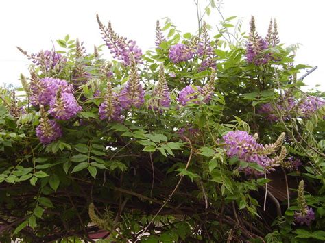 Plantfiles Pictures Wisteria Species American Wisteria Texas Wisteria Kentucky Wisteria