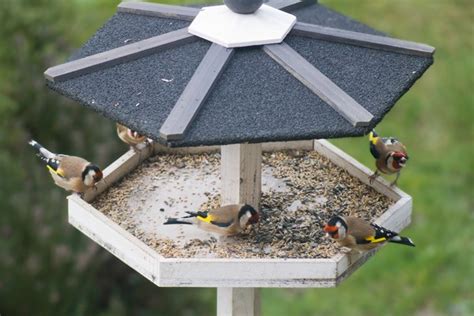 Participez Au Comptage Des Oiseaux Des Jardins Ville De La Fert Mac