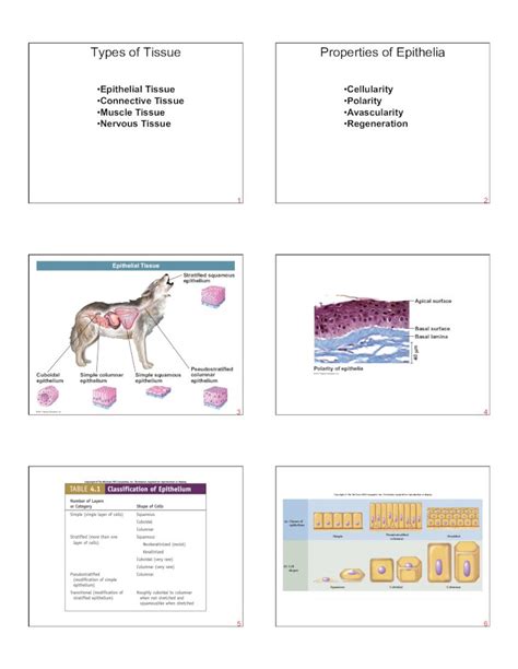 Pdf Types Of Tissue Properties Of Epithelia Types Of Tissue