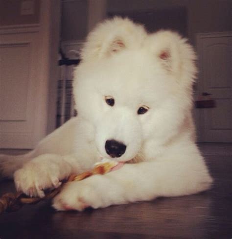 Bear The Samoyed Teddyandbear Cute Puppies Cute Dogs Cute Animals