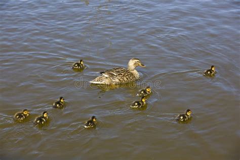 Famille De Canard Image Stock Image Du Natation Nourriture 104222645