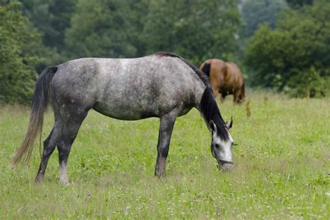 Kreuzverschlag Beim Pferd Ursachen Und Behandlung