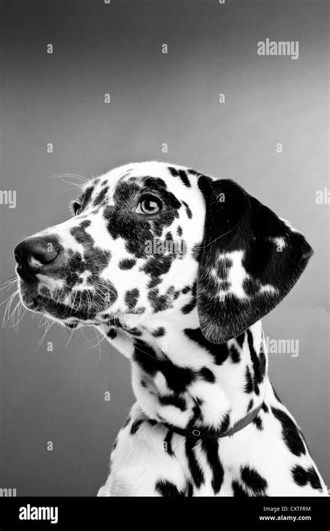 Dalmatian Puppy Isolated On A Grey Background Black And White Stock