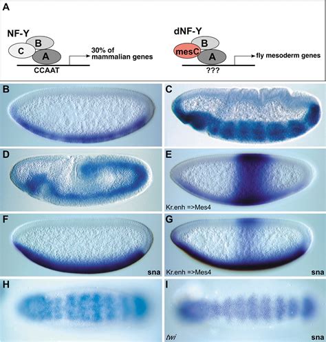 Whole Genome Analysis Of Dorsal Ventral Patterning In The Drosophila